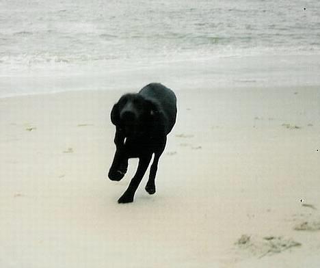 Labrador retriever Molle - Hun elsker og være ved vandet billede 5