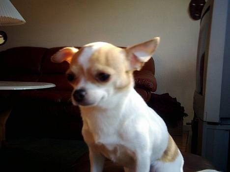 Chihuahua Dyrlægegårdens Puk - Her er jeg så! billede 5