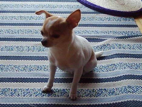 Chihuahua Dyrlægegårdens Puk - Siddende på tæppet! billede 6