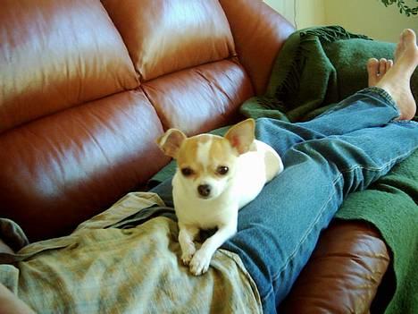 Chihuahua Dyrlægegårdens Puk - Hejsa! billede 7