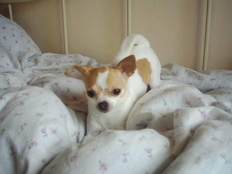 Chihuahua Dyrlægegårdens Puk - Så fræk! Rækker lige tunge! ;-) billede 8