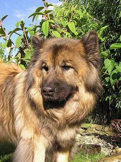 Eurasier  Navn:  Mabuh Euros Niko - En skønhed  billede 1