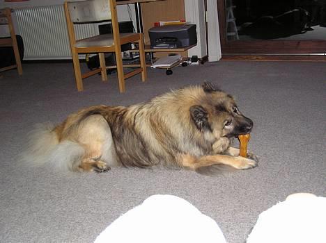 Eurasier  Navn:  Mabuh Euros Niko - det smager godt! billede 2