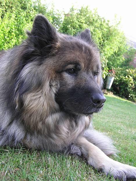 Eurasier  Navn:  Mabuh Euros Niko - uhh.......... Jeg  R oZz såååååå fotogen!! heeh  billede 3