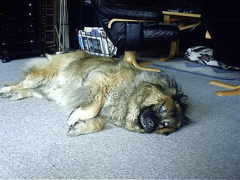 Eurasier  Navn:  Mabuh Euros Niko - jaaaaa det r livet billede 4
