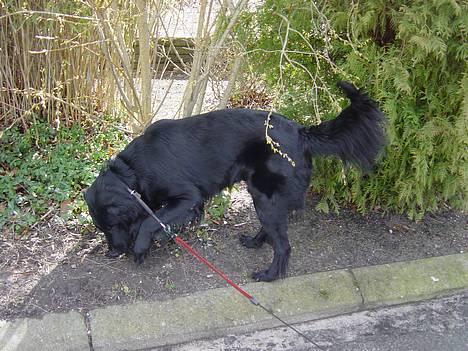 Flat coated retriever Lucky - uha det ku jo være at der var noget man ku bruge billede 7