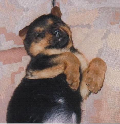 Blanding af racer Stacy billede 7