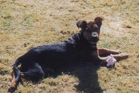 Blanding af racer Stacy billede 8