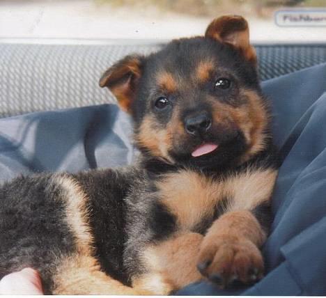 Blanding af racer Stacy billede 9