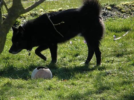 Blanding af racer Sully  *R.I.P.* - "Hvad var det...?" billede 10