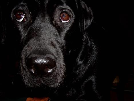 Labrador retriever Filippa - Jeg har ikke gjort noget! billede 7