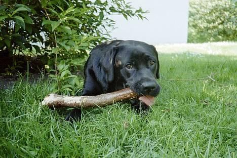 Labrador retriever Filippa - Mums en lækker pind billede 8