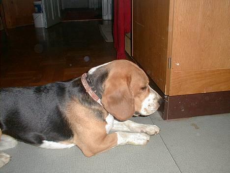 Beagle Lucas - Hvil I Fred  - Lucas sukker - Mange år siden. billede 7