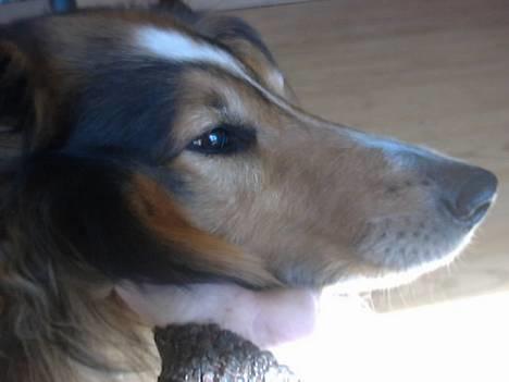 Collie langhåret Golden Maskot R.I.P <3 - Se mit smukke ansigt! billede 5