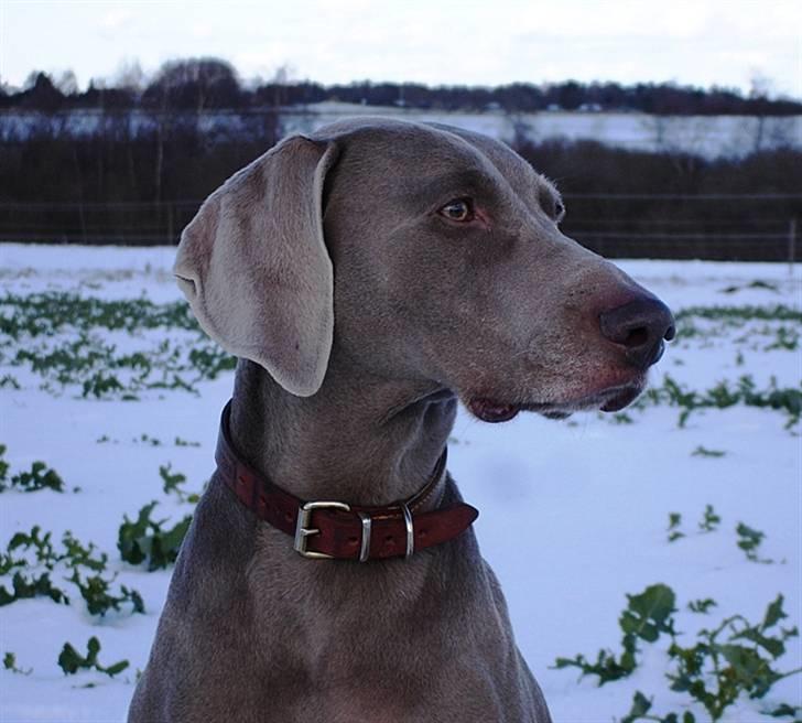 Weimaraner Kiwi - 2008 billede 1