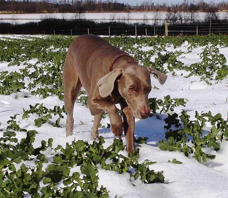 Weimaraner Kiwi - 2008 billede 2
