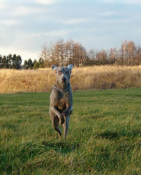 Weimaraner Kiwi - PAAS PÅ! billede 4