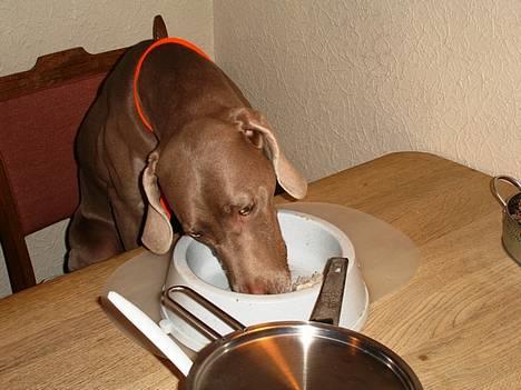 Weimaraner Kiwi - Der er INGEN som skal sige, Kiwa IKKE er forkælet xD (Bare rolig, det var en for at drille min far vi satte hende til bords med ham) billede 5