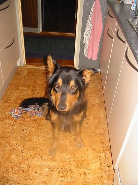 Blanding af racer Buller billede 1