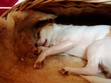 Chihuahua Dyrlægegårdens Puk - En hård dag er nu overstået! billede 9