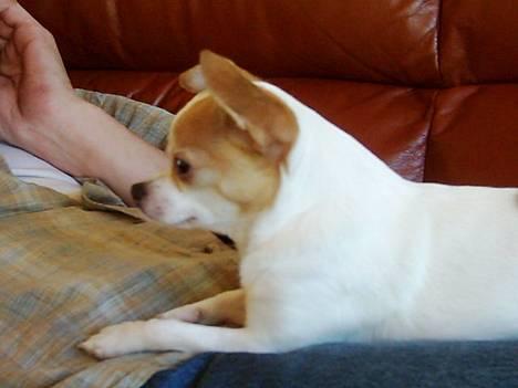 Chihuahua Dyrlægegårdens Puk - Er jeg ik for sød!? billede 10