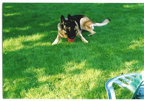 Schæferhund Freja  - freja ude i haven <3  billede 2