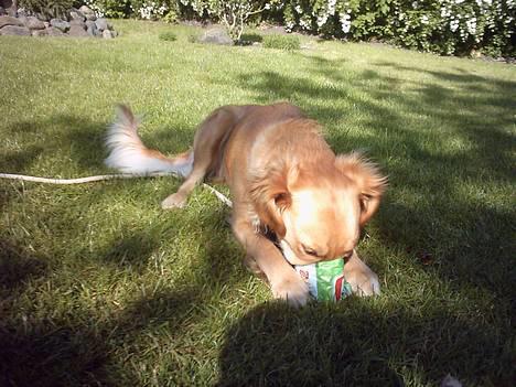 Golden retriever Zille - mmmmmmmm chips.... billede 1
