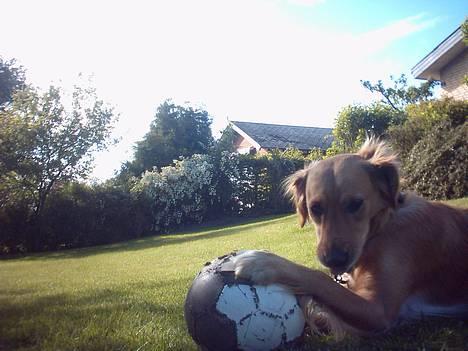 Golden retriever Zille - ja ja bare kald mig fodbold ekspert.... ;-) billede 2