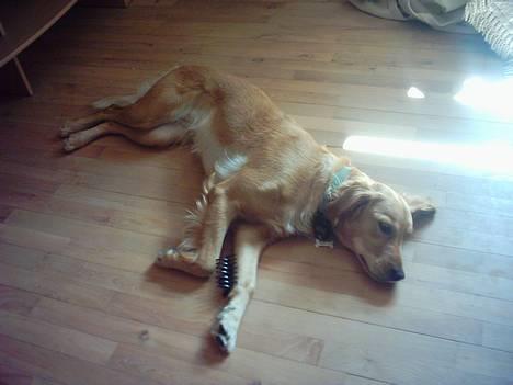 Golden retriever Zille - Zille efter hun har leget med mit hårspende i en time billede 3