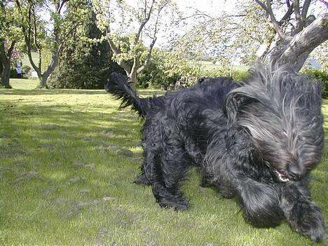 Briard Kidogo - Total tonser hund billede 3