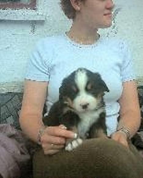 Berner sennenhund Malou - Min elskede Malou da hun var helt lille - opdrætter står med hende! billede 1