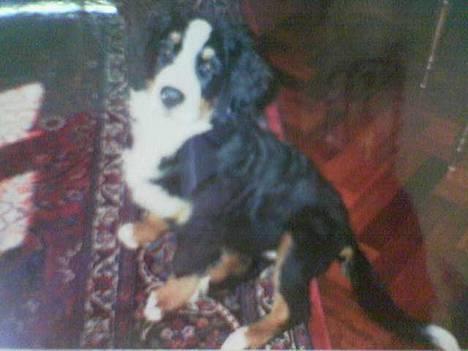 Berner sennenhund Malou - Min elskede Malou! billede 3