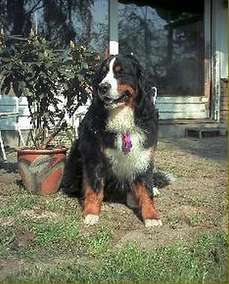 Berner sennenhund Malou - Malous skønne far, Kabi´s UZO billede 4