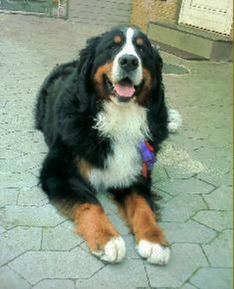 Berner sennenhund Malou - Hendes far igen billede 5