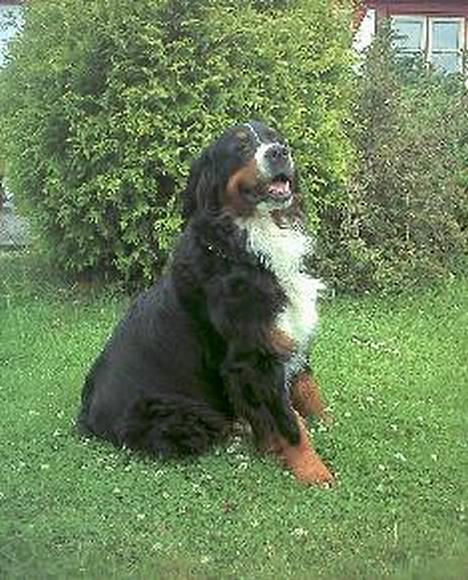 Berner sennenhund Malou - Malou´s mor, Herletta´s Minin billede 6