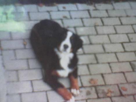 Berner sennenhund Malou - Malou udenfor... billede 7