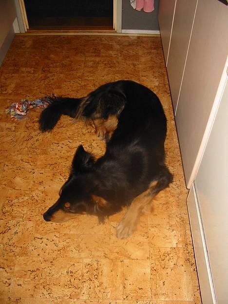 Blanding af racer Buller billede 2