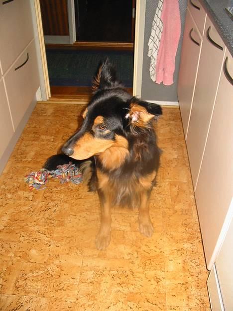 Blanding af racer Buller billede 3