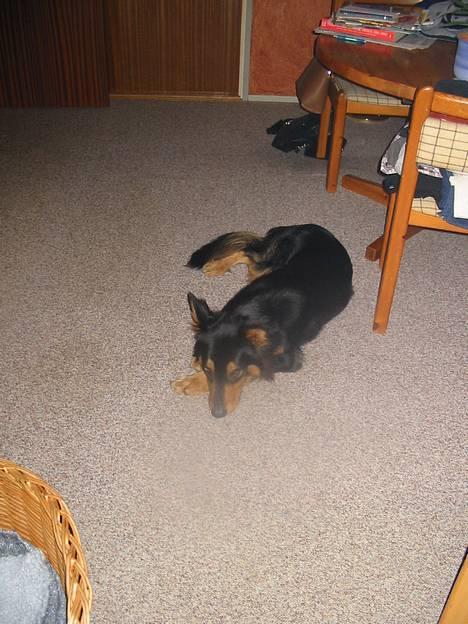 Blanding af racer Buller billede 4