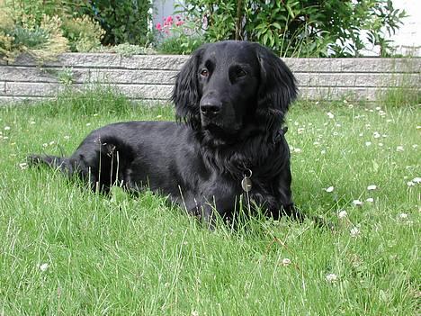 Flat coated retriever Lucky billede 8