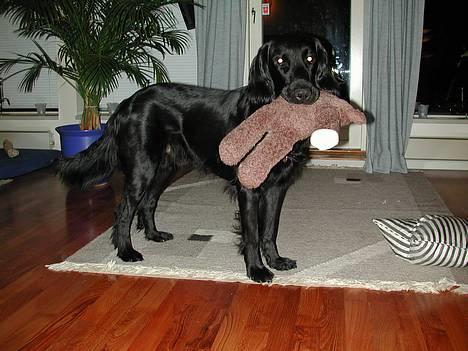 Flat coated retriever Lucky billede 9