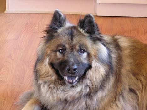 Eurasier  Navn:  Mabuh Euros Niko - hej hej  billede 5