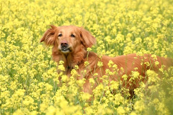 Hovawart Silly (HofJoy´s Elona) - Silly omringet af blomster billede 1