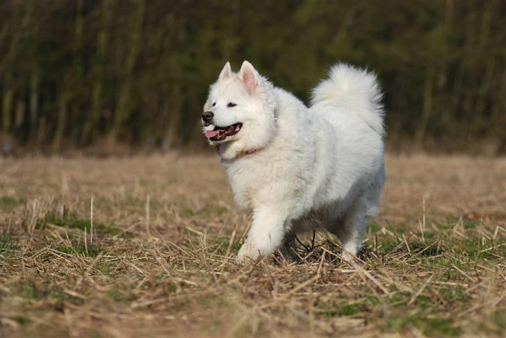 Samojedhund Luffe billede 4