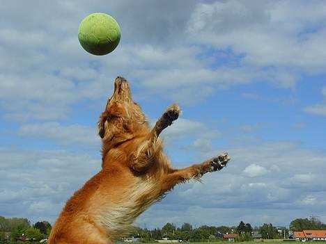 Hovawart Silly (HofJoy´s Elona) - Silly i luften billede 2