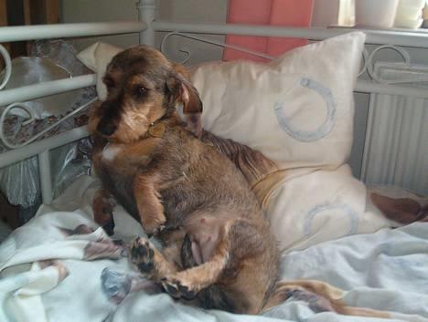 Gravhund Rønhøjs Dolly billede 1