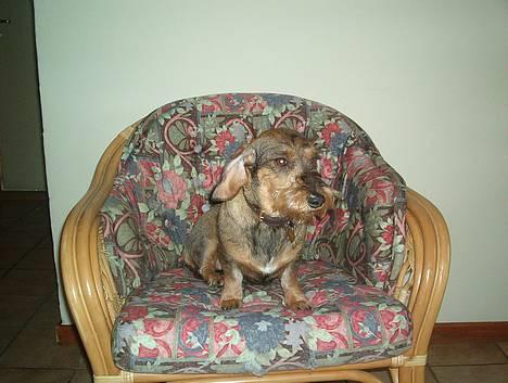 Gravhund Rønhøjs Dolly billede 2