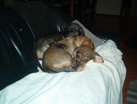 Gravhund Rønhøjs Dolly - Her ligger jeg lige og sover, sammen med min storesøster Rønhøjs Zmilla! billede 3