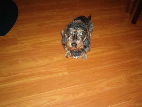 Gravhund Rønhøjs Dolly - Her sidder jeg juleaften, og venter på at jeg kan snuppe noget af maden he he! billede 4