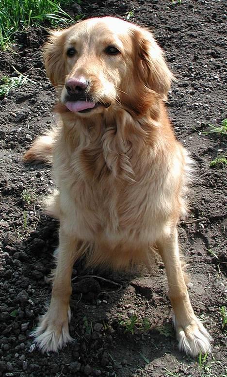 Hovawart Silly (HofJoy´s Elona) - Bvadrr ,  billede 3